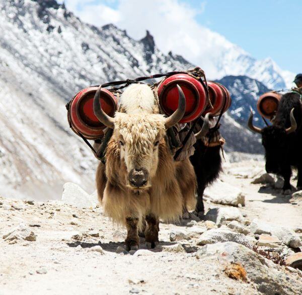 yak porter everest